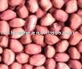  Large  type new crop ground peanut kernels