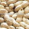 Good chinese  inshell ed peanut