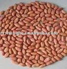 Large type chinese new crop peanut kernels