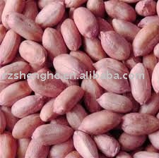 Chinese fresh long shaped peanut kernels