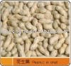 Great new crop peanut in shell