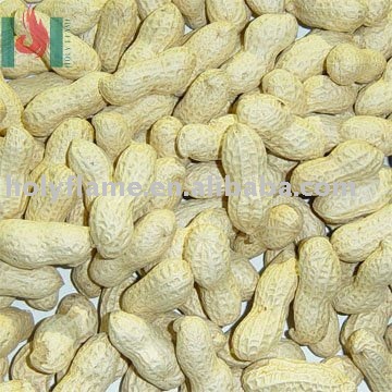 Peanut in shell