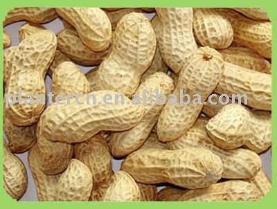 Shandong peanut in shell 9 11