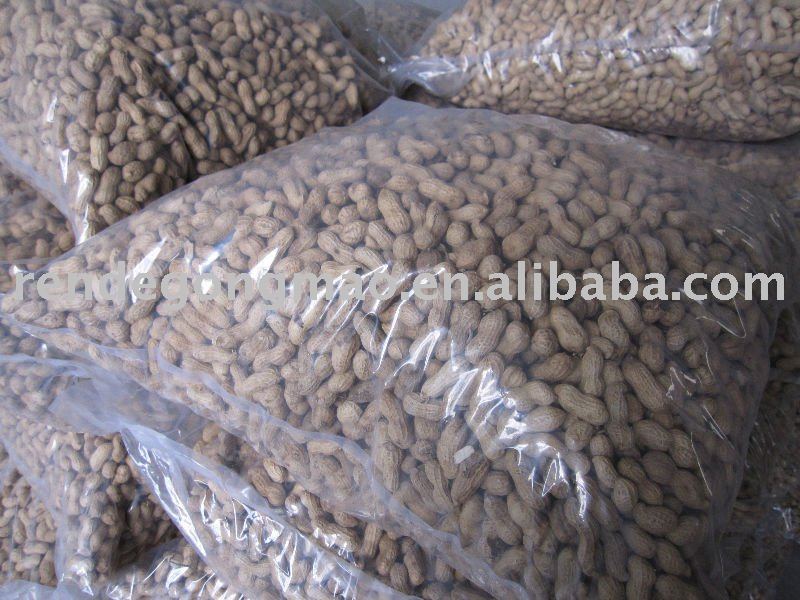 chinese  shandong   peanut  in  shell 