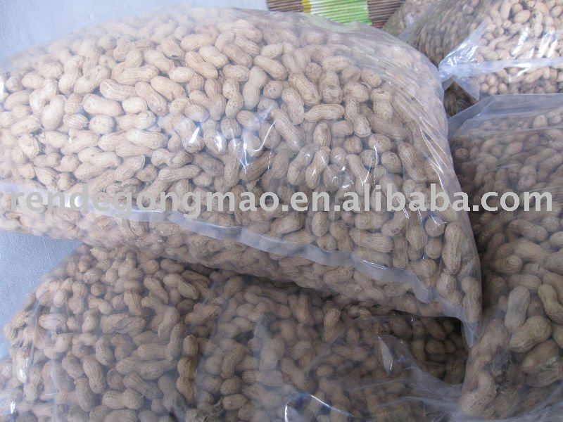 chinese shandong province peanut in shell