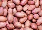 Peanut Kernels