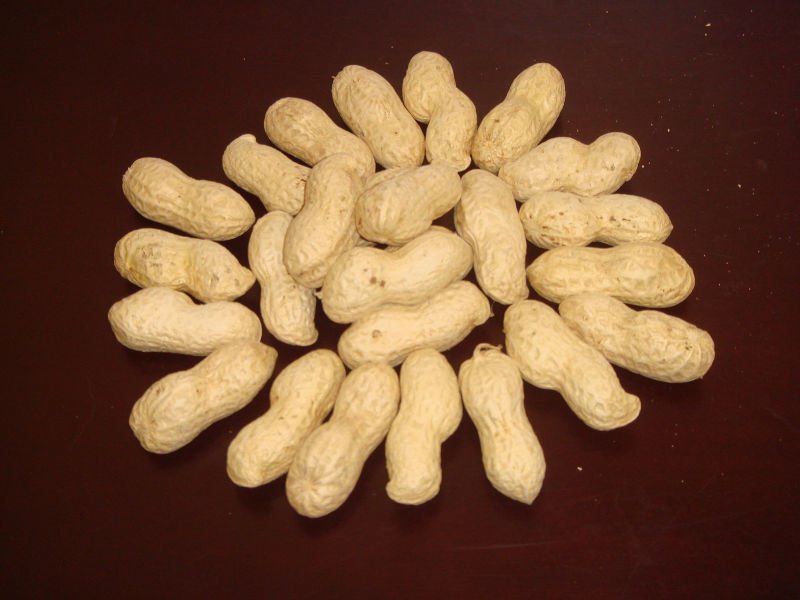  groundnut  in  shell 