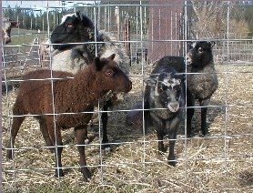 Myron and Byron, Lamb