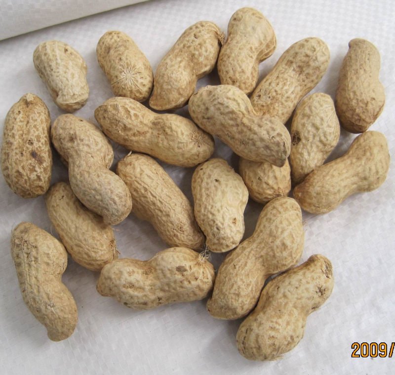 chinese groundnut in shell