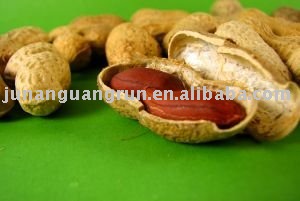 washing groundnut in shell