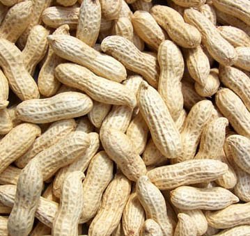 roast groundnut in shell