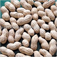 groundnut