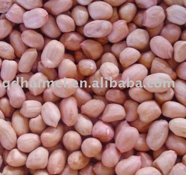 chinese dried blanced peanut kernels 2010