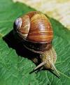 Helix aspera  snail / escargot 