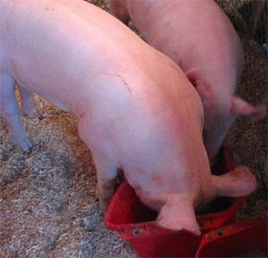 Live Pigs
