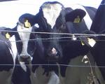  Cows   Livestock 