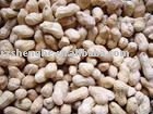 New crop peanut in shell shandong origin