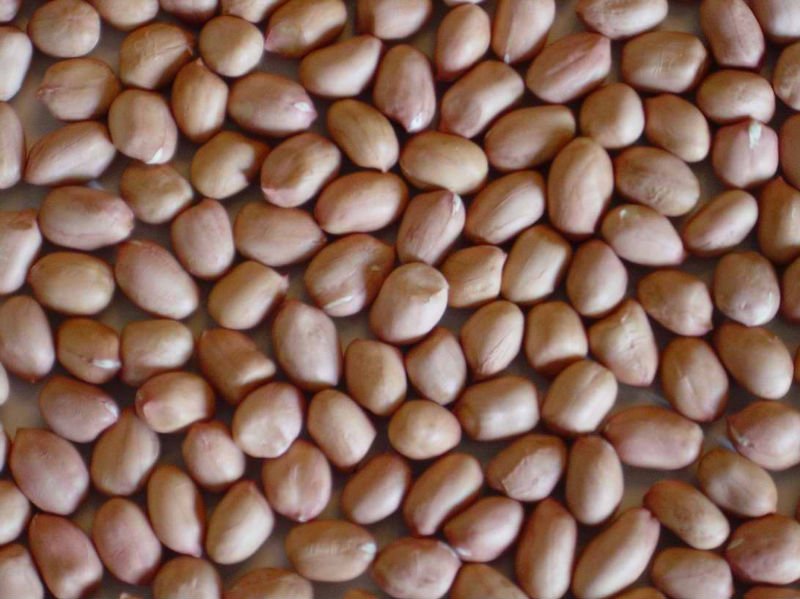 Pea Nuts  for exports