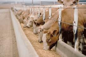 Cattle for sale