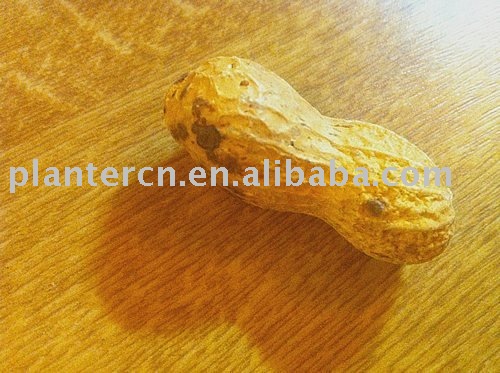 Shandong groundnut inshell