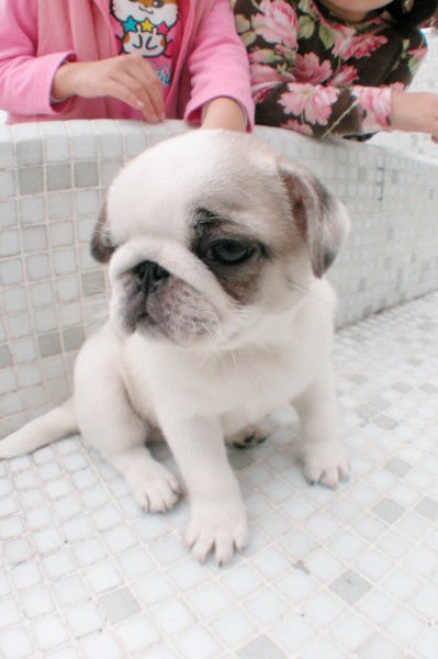 puppies