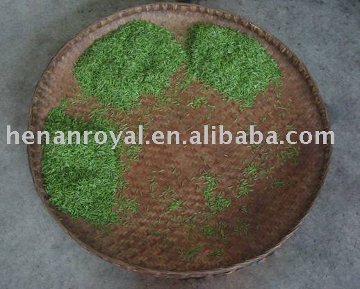 2010  Xinyang   maojian  tea