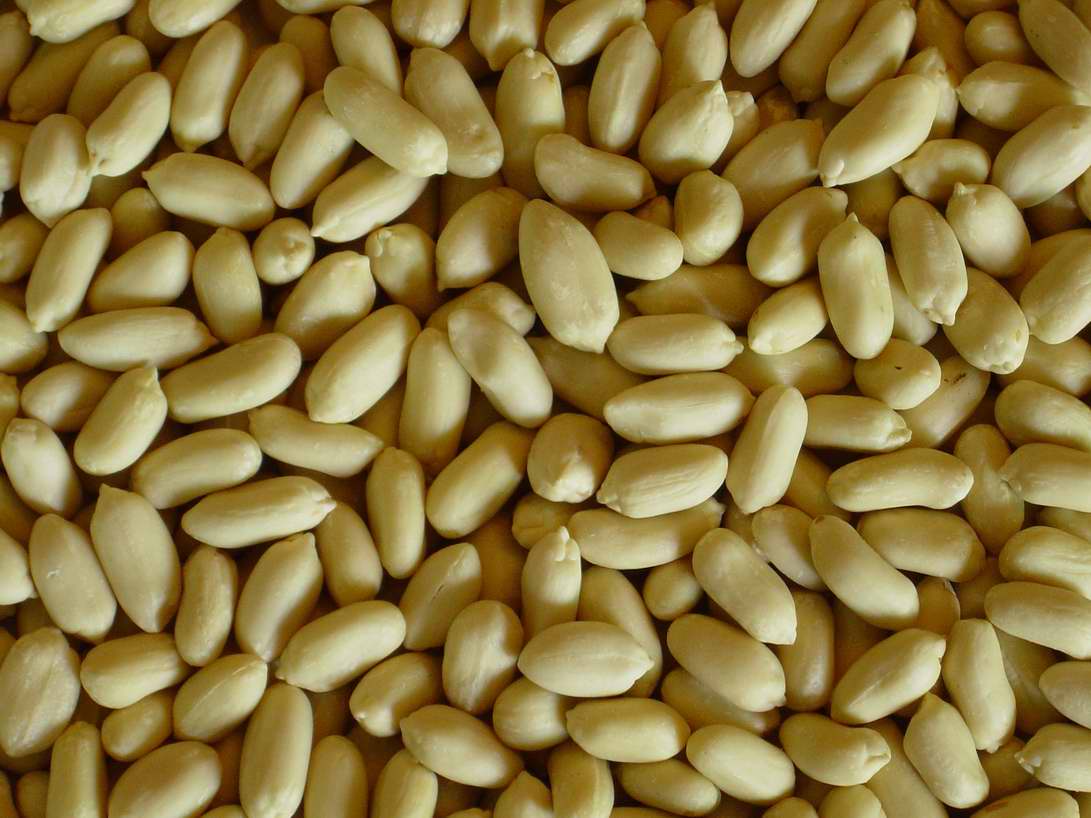 Diced Blanched Peanuts products,Australia Diced Blanched Peanuts supplier