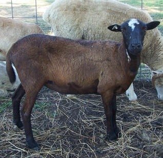 Registered Painted Desert Ewes  F-987
