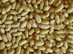 Groundnuts Peanuts