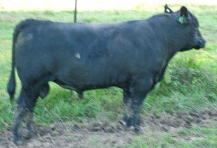 Cattle - Angus Bulls Central Illinois