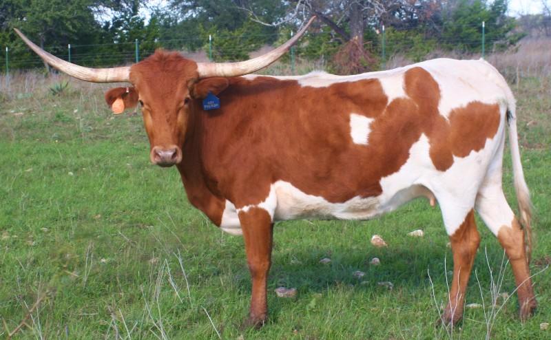 bull-HOT PHENOMENON