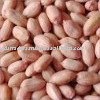 groundnut
