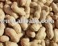 Peanut