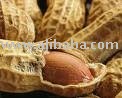 Quality Peanut , Cashew nut , Palm kernel , Sunflower kernel and Cotton seeds for sale