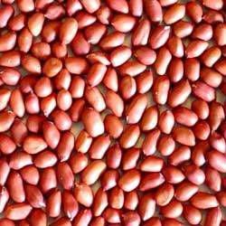 Ground Nuts peanuts for exports