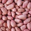 Peanuts Kernels