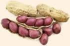 ground nut
