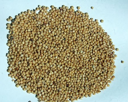 Rice, Wheat, Corn, Oats, Barley, Millet, Buckwheat, Sorghum, Rye, Grain Product