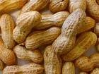 Blanched, fried, Raw with and with Shell peanuts for Sale