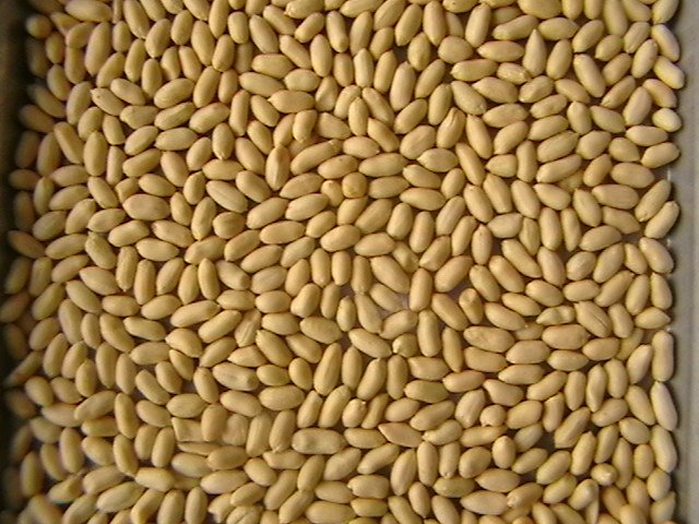 blanched peanuts