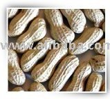 Ground Nut, peanut