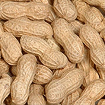 cashew nuts,walnuts,pea nuts,soap nuts,pisca nuts