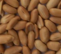Peanuts