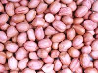 Peanut