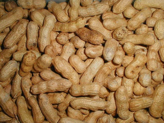 pea nut for sale