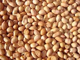 Peanut