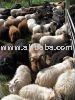 Icelandic Sheep  Ram  (Sheep)