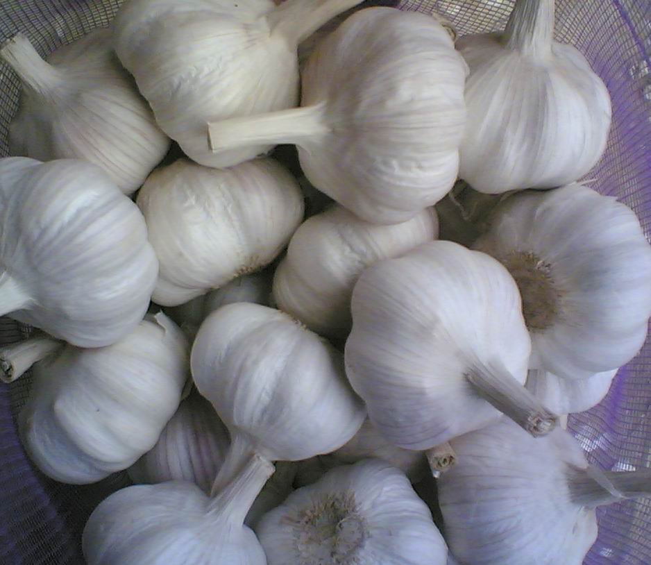 PEA ,PINE, WALNUT, CASHEW , PEANUTS FOR SALE