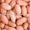 South Vietnam Groundnuts Kernel