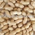 PEANUT- GROUND NUTS